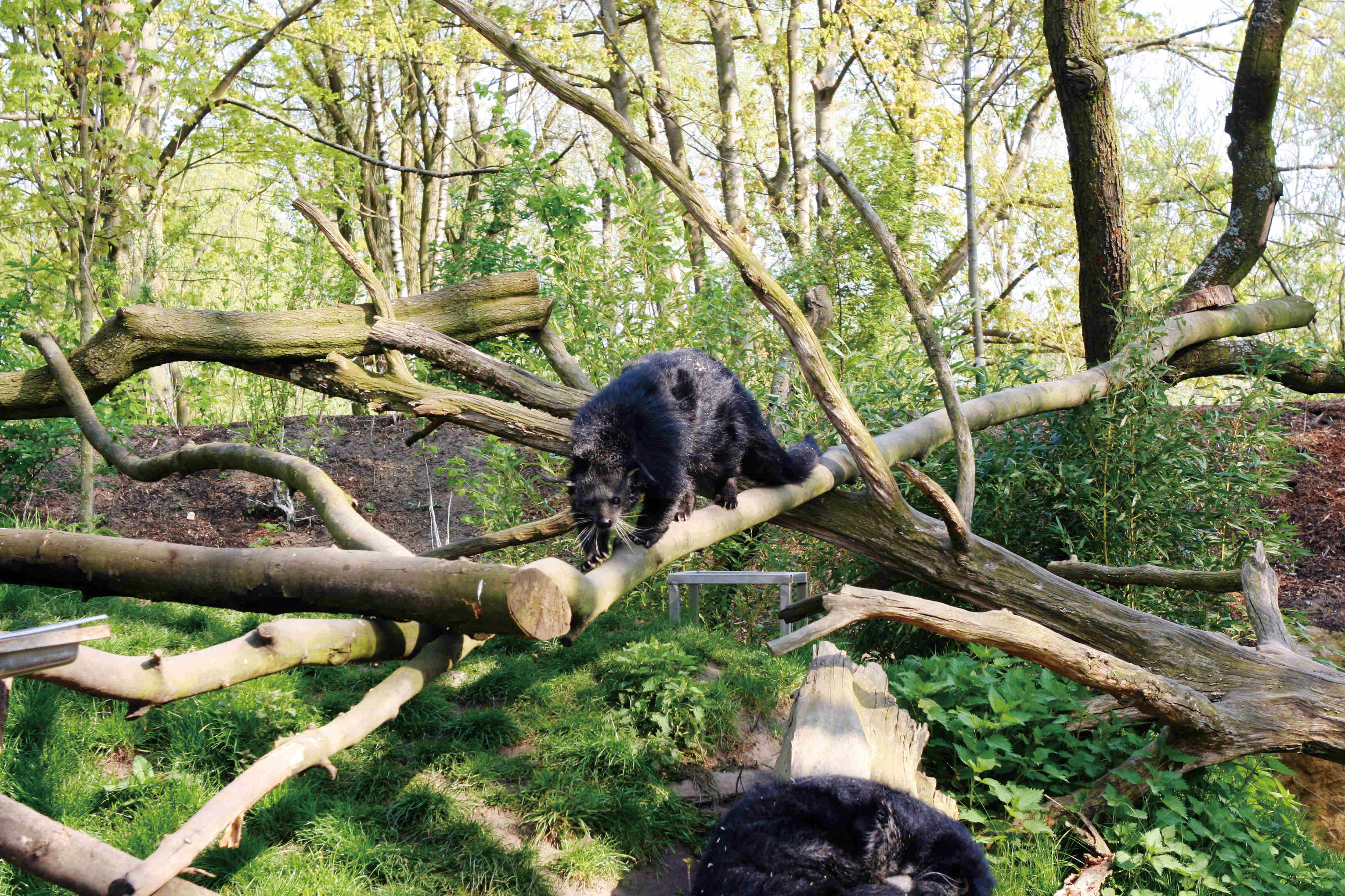 熊狸:“行走的爆米花”快被吃光了?