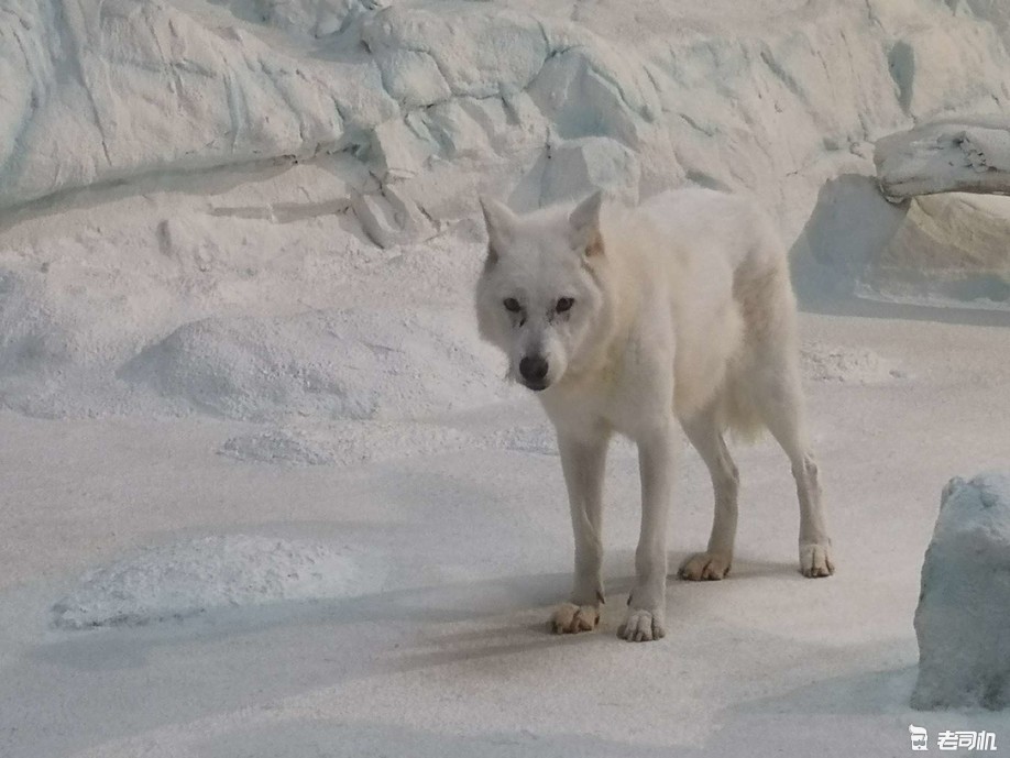 珠海长隆海洋王国攻略2天亲子游,珠海长隆海洋王国亲子游北极熊