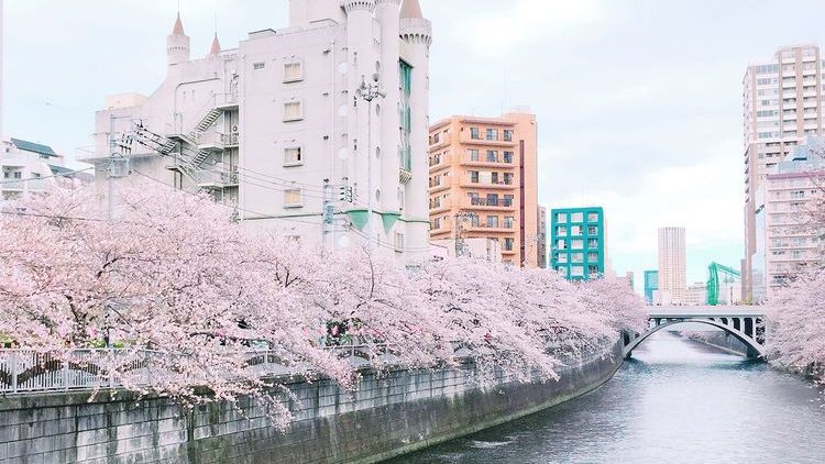 日本东京目黑川樱花,日本目黑川樱花美景