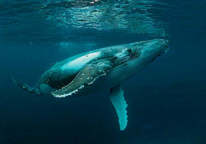 鲸鱼养育幼崽的方式是什么,鲸鱼如何哺育自己的孩子