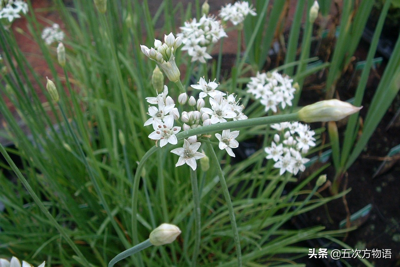 漫谈起源于中国的蔬菜