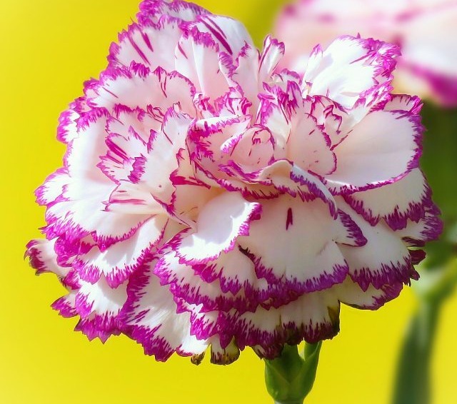 母亲节为什么要送女朋友礼物,母亲节送什么颜色的康乃馨