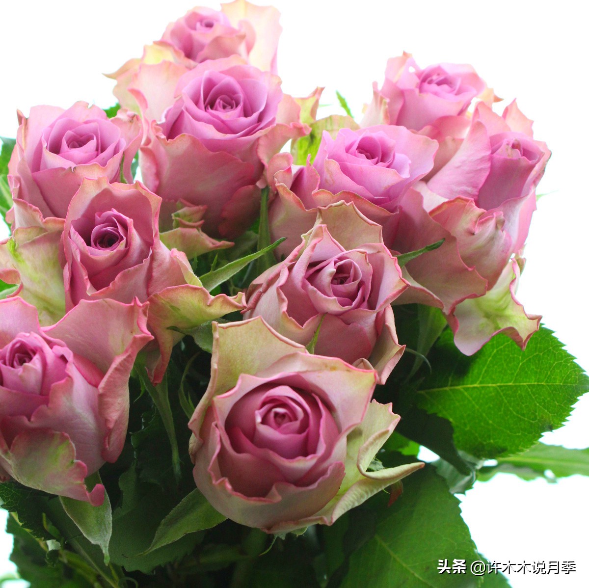 月季同时病害和虫害怎么办,月季感染蓟马怎么办