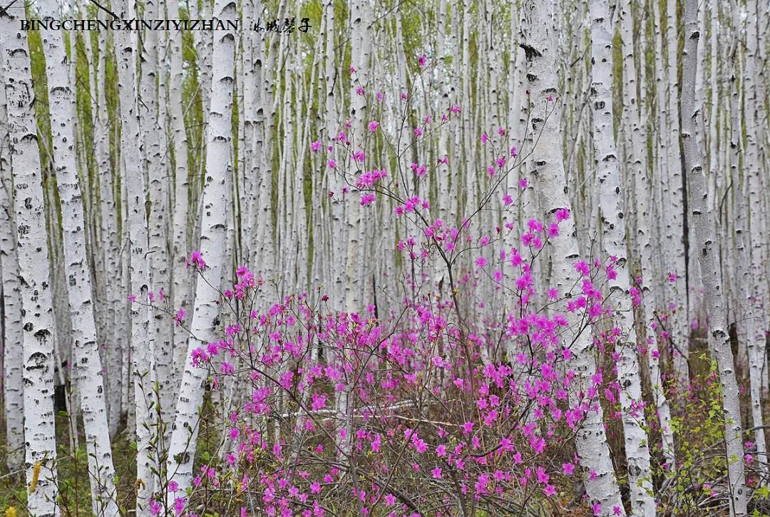 寻找中国最美的春季,探寻中国最美秘境