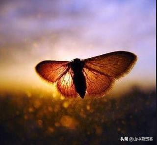 百鸟朝凤中国文化遗产唢呐,唢呐百鸟朝凤来源及其背景