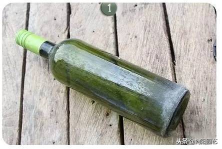 空酒瓶创意改造盆栽,室内盆栽植物专用瓶