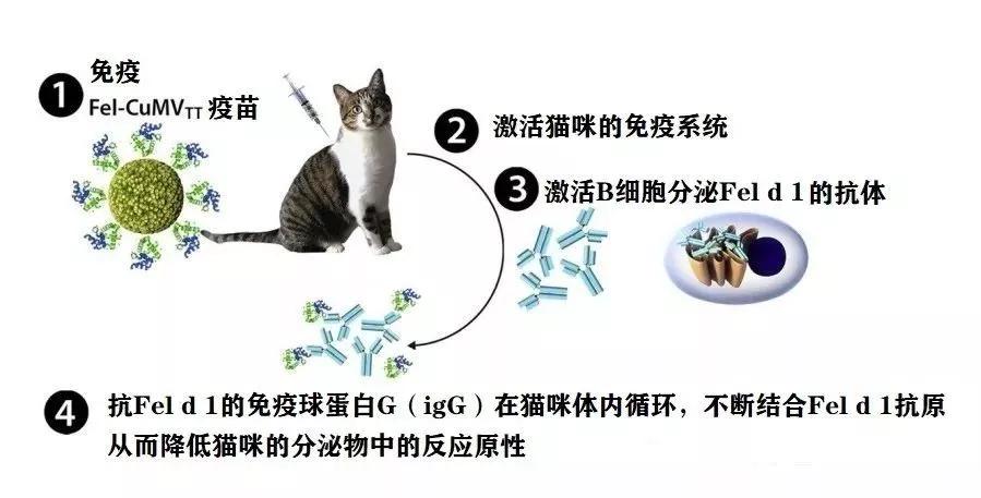 我对猫咪过敏挂啥科,人对猫咪过敏的症状