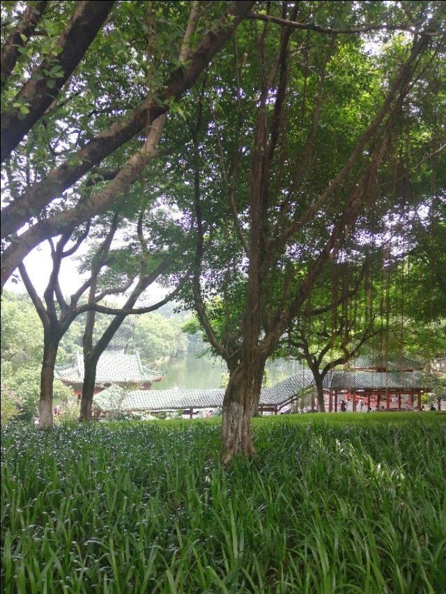 东莞旗峰公园掠影,东莞旗峰公园大体俯视图片