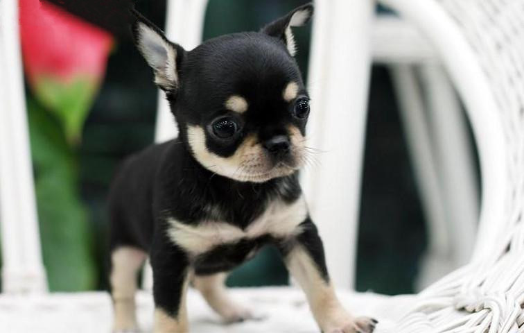 怎么才能让吉娃娃狗狗跳舞,吉娃娃跳舞