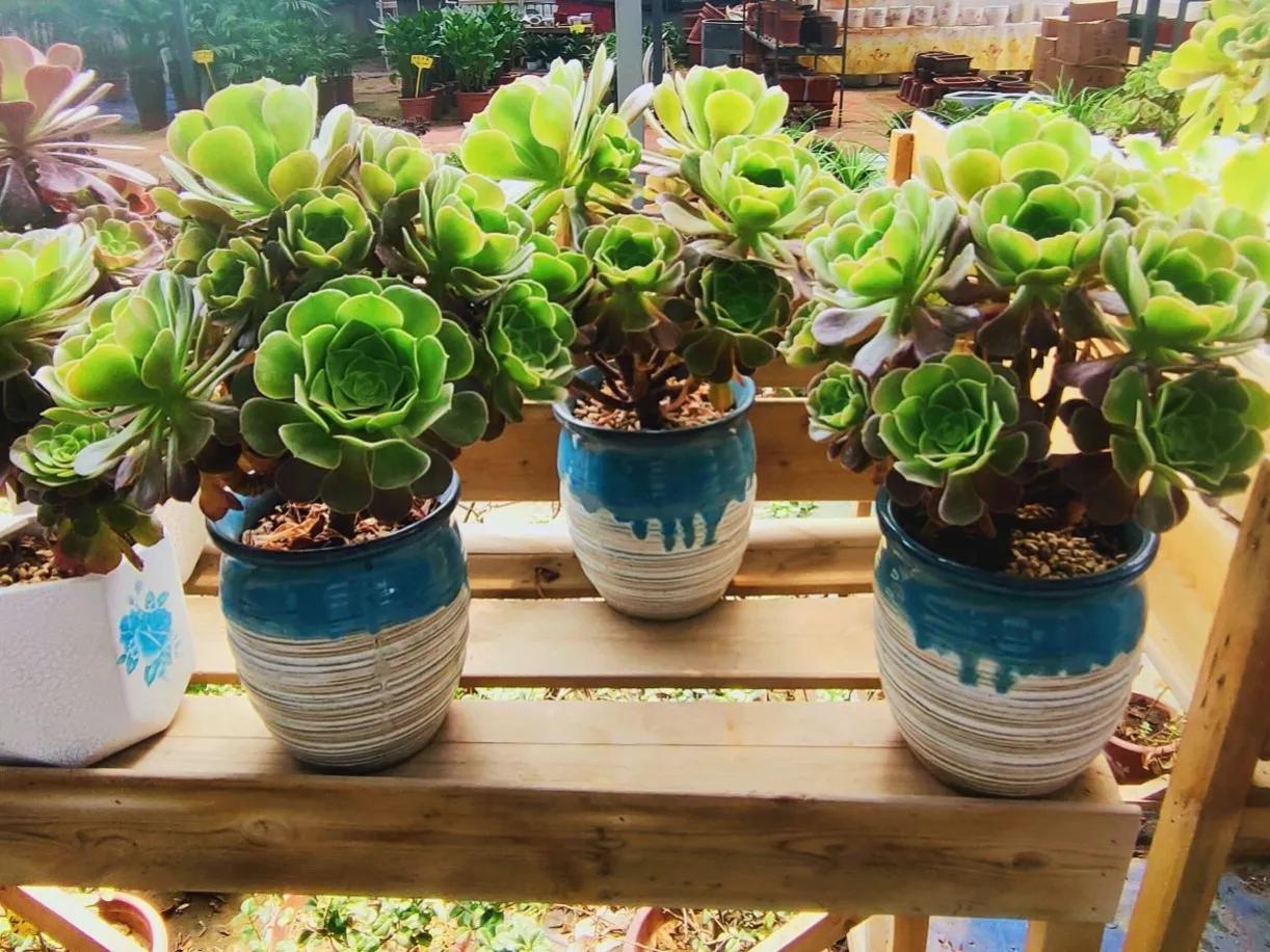 网购的花卉要如何处理呢,网购花卉的详细步骤