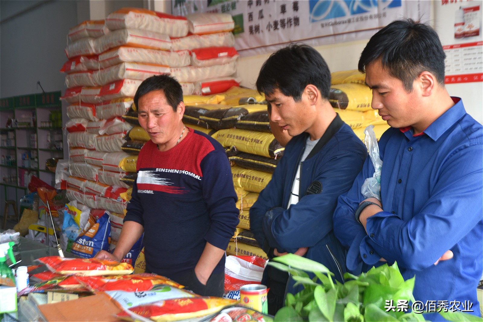 承包农田种黄豆和小麦能赚钱吗,一亩田种植农作物的利润