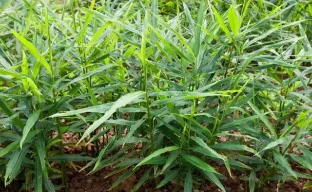 无公害生姜保护地生产技术规程,生姜田间种植高产技术讲解