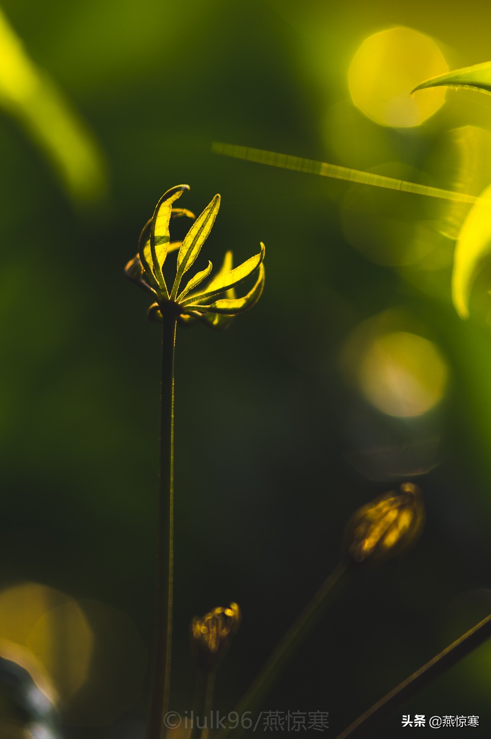 说说你用的相机,理光镜头和宾得通用吗