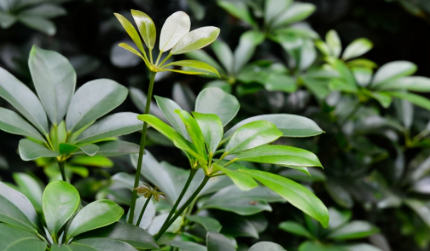 鸭掌木枯黄落叶怎么补救,鸭掌木怎么养枝繁叶茂告别黄叶