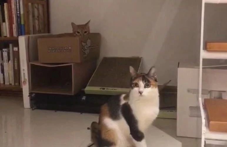 为什么不建议给猫吃廉价猫粮,猫咪现在还能吃的进口粮