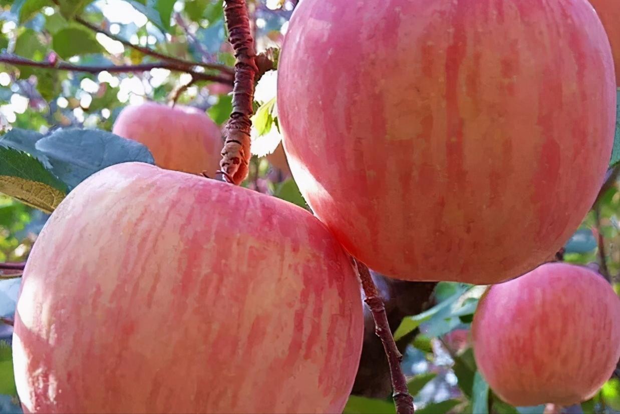 从摇钱树变成了“要钱树”，谁来为3000万吨红富士苹果买单？