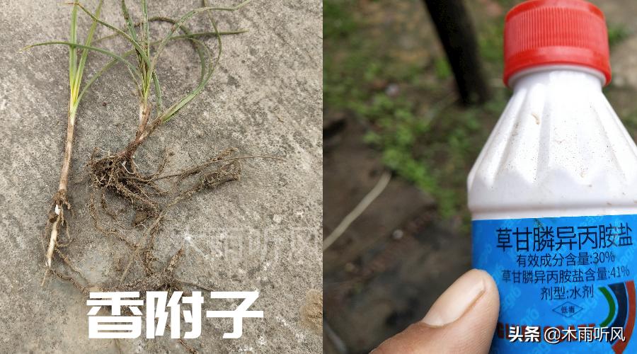 土壤杂草种子怎样去除,有什么办法可以杀死杂草和树根
