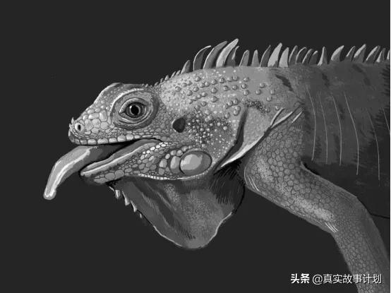 为什么有人会拿蛇蜥蜴蜘蛛当宠物,爬虫宠物蛇大型