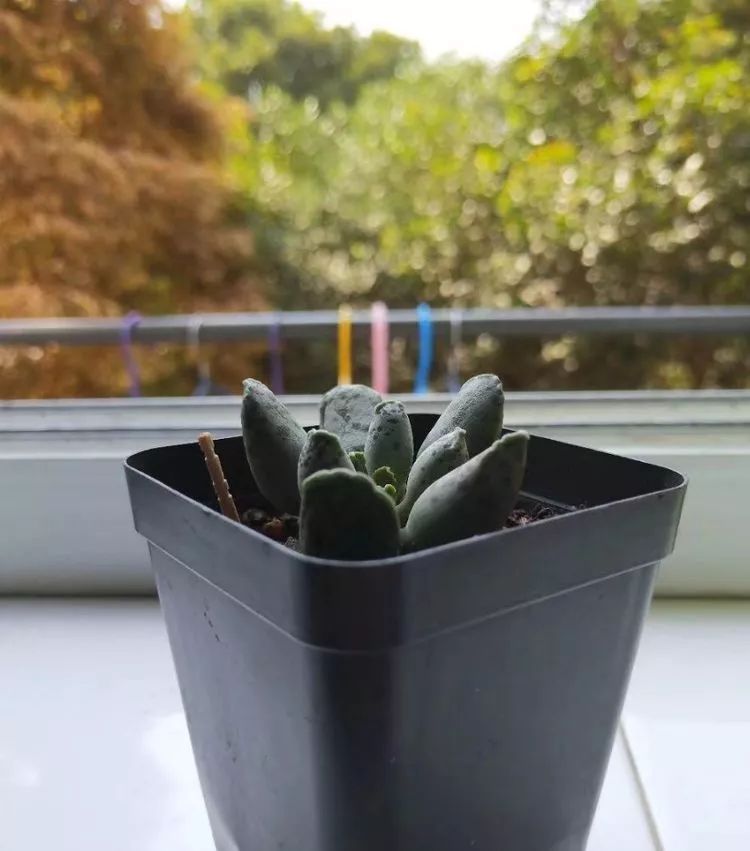 大四老学姐的寝室生活,养肉路上的真实感受