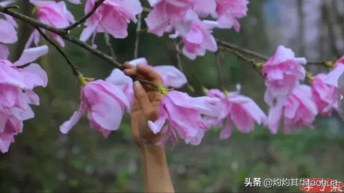 李子柒又出新视频,火爆国内外的网红李子柒