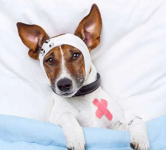 想要狗狗长寿铲屎官要注意这4点,铲屎官偶然得知一个秘诀专治狗狗