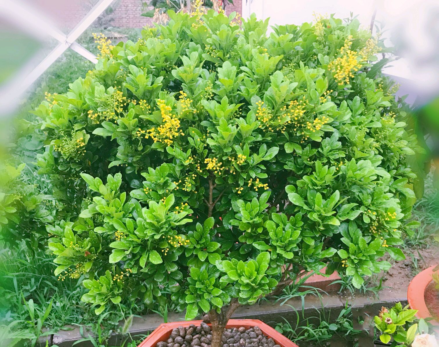 米兰花用大盆好还是小盆好养殖,米兰花大盆养好还是小盆好