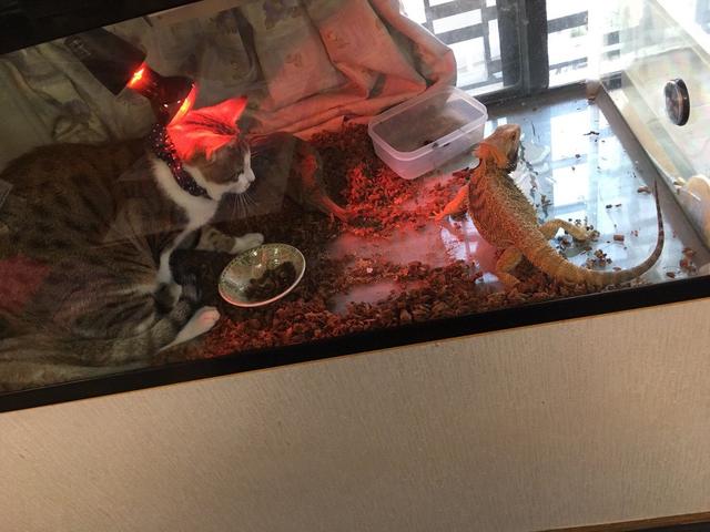 猫咪突袭抓人是什么原因,猫咪突袭抓人