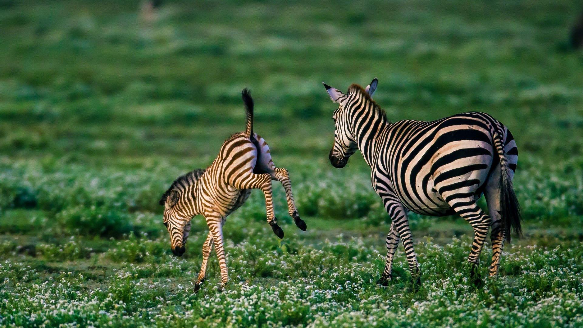 为什么人类一年四季都是发情期,人类发情期有规律吗