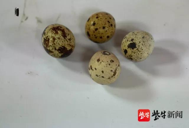 美白牙膏刷鹌鹑蛋视频,牙膏刷掉鹌鹑蛋斑点是什么原理