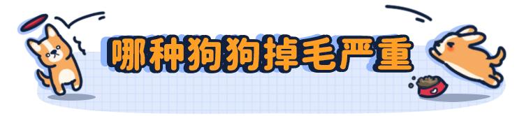 狗本来不掉毛却突然开始掉毛,狗狗身上毛秃了一块
