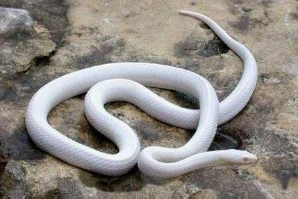 可以盘着玩的蛇,能盘的野生动物