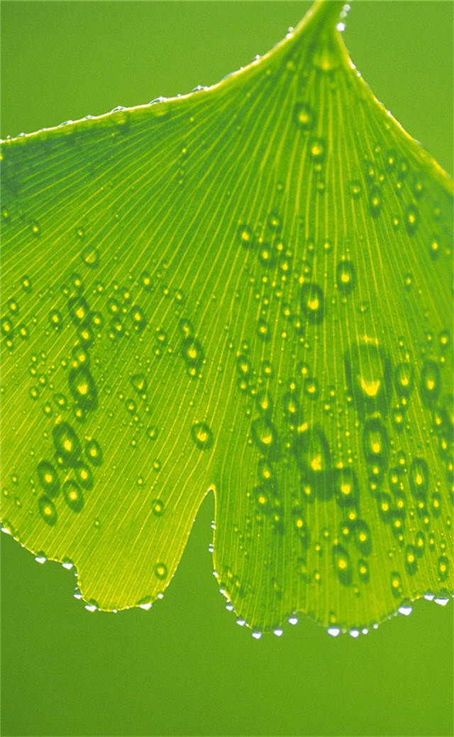 缓解眼睛疲劳动态图壁纸,好看的手机壁纸护眼高清图文