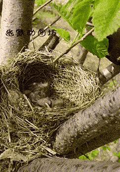 搞笑动图是怎么弄的,搞笑动图哪里找