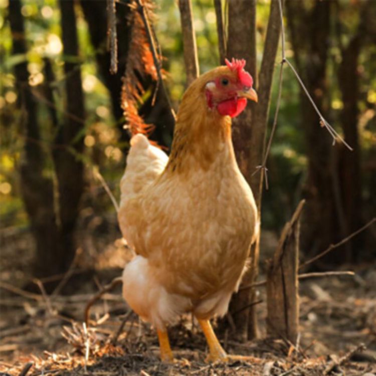 农村大棚种植和人工养殖项目,农村比较赚钱的种植养殖项目