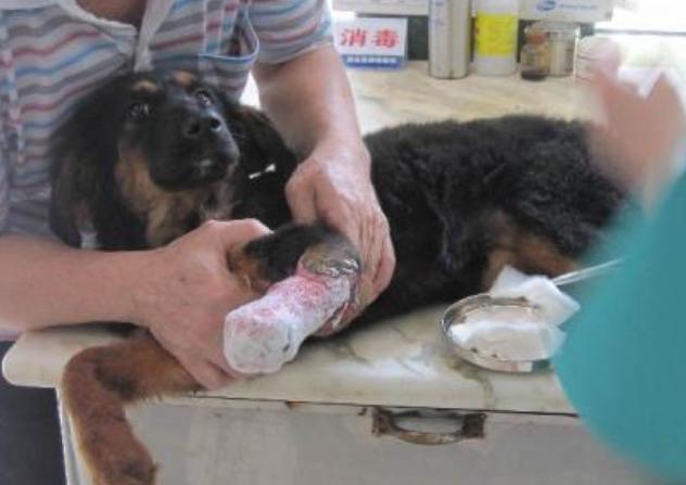 狗狗常发抖,狗狗最近经常发抖是什么原因