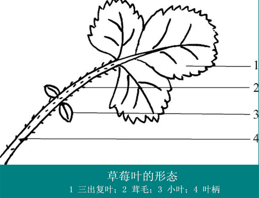 草莓的种植方法和感受,草莓的种植条件跟要求