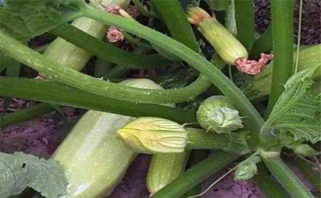 西葫芦容易有哪些病害,西葫芦化瓜什么原因