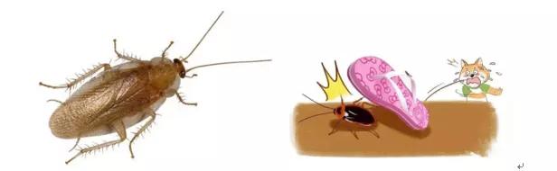 春夏交替,桂林天气闷,专家教您灭“四害”小窍门