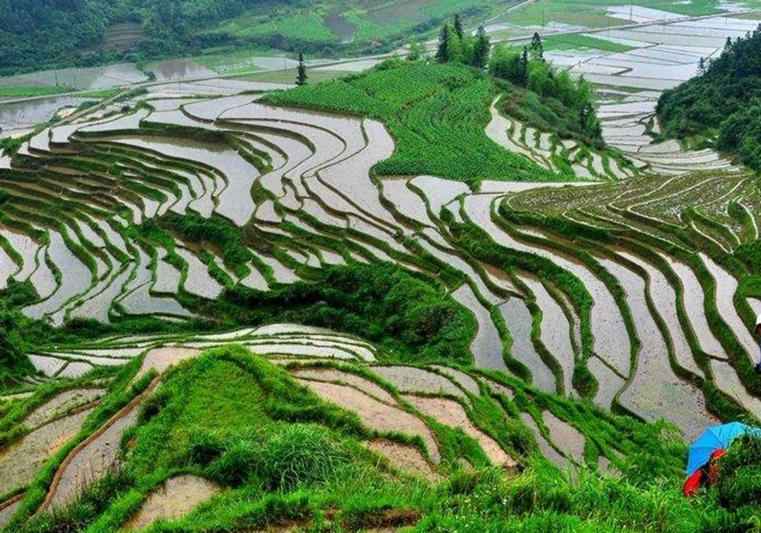 稻田主要杂草的识别与防治有哪些,稻田里有杂草先施肥后除草行吗