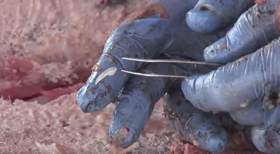 鱼头里面的白色的石头,鱼头有两块小石头