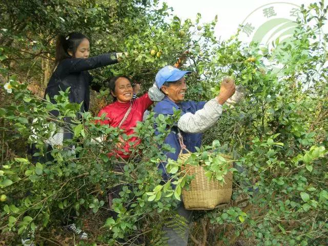 茶油粘锅,茶油炸锅巴