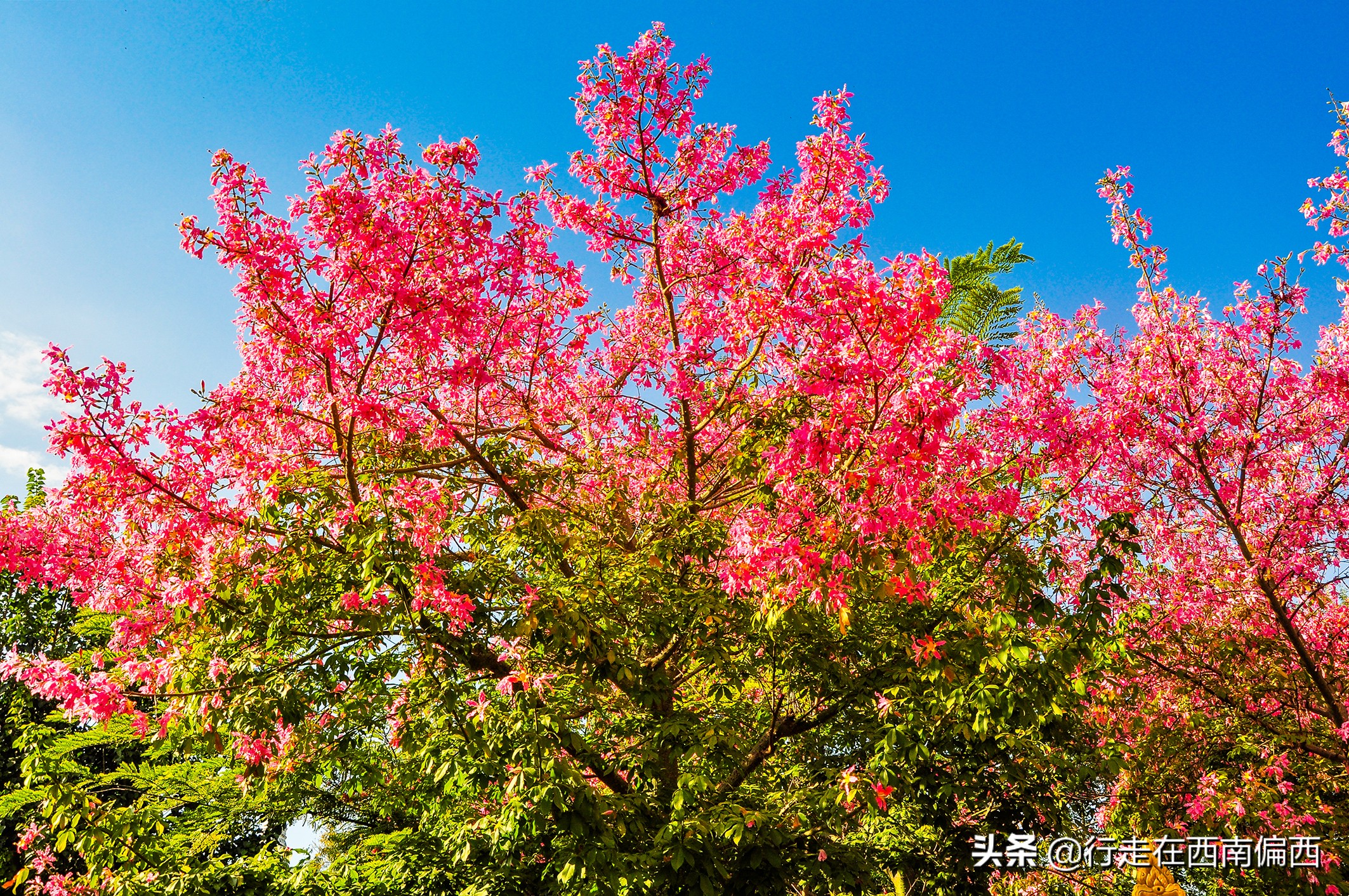 西双版纳五树六花185平米,西双版纳花的世界