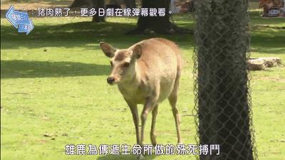 没有中国游客的日本景区,日本旅游业怎么样了