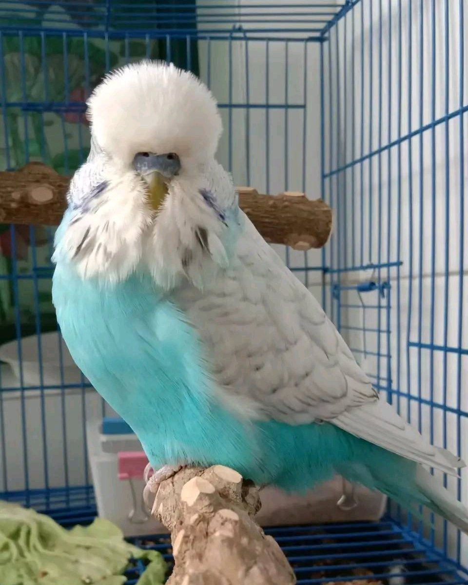 几十块钱一只的虎皮鹦鹉会说话吗,虎皮鹦鹉为什么几十块一只