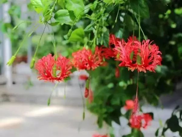 看到花的时候,不知是什么花?那就收下这份百花图谱