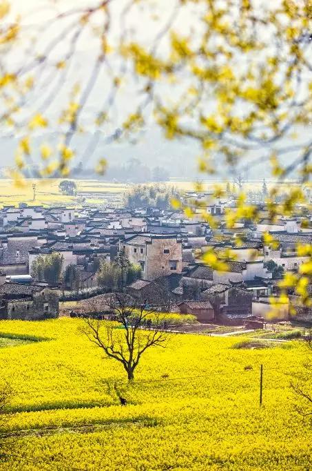 安徽春天美丽的视频,安徽美丽的春天