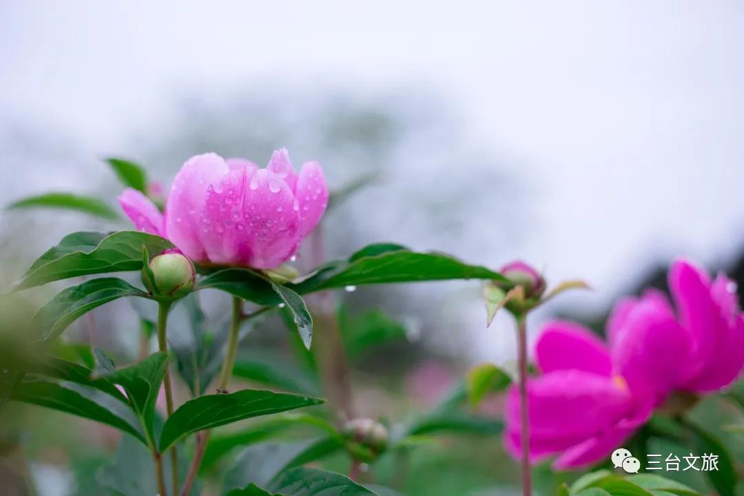 泉城公园芍药花开娇艳欲滴赛牡丹,含苞待放的芍药花娇艳欲滴