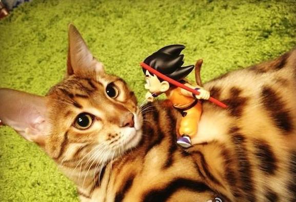 最强大脑水哥亲自做题,最强大脑水哥营养液