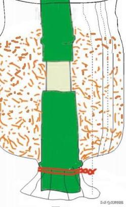 扦插三角梅生根的温度和湿度要求,扦插繁殖多少度温度合适