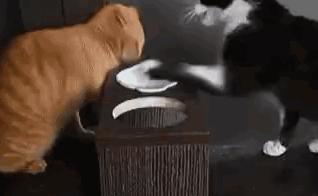 橘猫的7大优点养过的人都说好,自从养了猫才知道什么是爱